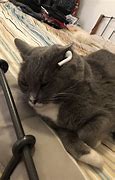 Image result for cats with wire airpods memes