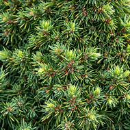 Picea glauca Alberta Globe ಗಾಗಿ ಇಮೇಜ್ ಫಲಿತಾಂಶ