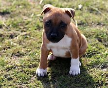 Image result for Big Funny Dog Picters