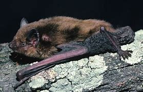 Image result for Broad Nosed Bat