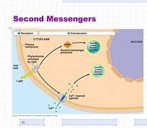 Image result for Secondary vs Primary Messengers