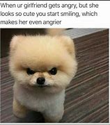 Image result for Small Angry Dog Meme