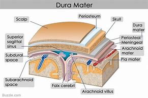 Image result for Brain and Dura