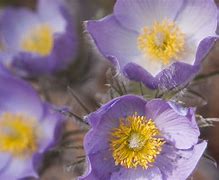 Image result for Alaska Wildflowers Purple