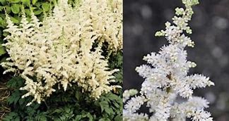 Image result for Astilbe Vision in White ® (Chinensis-Group)