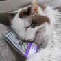 Image result for Cat with Money Tik Tok