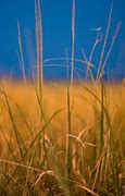 Image result for Dark Blue Grass