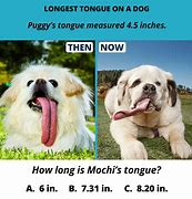 Image result for Boxer Dog Longest Tongue