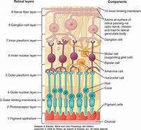 Image result for Layers of Retina Anatomy