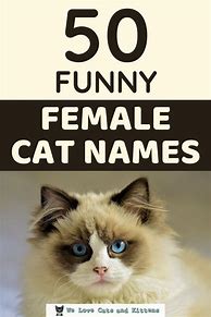 Image result for Funny Girl Cat Names