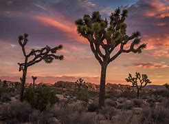 Image result for Dry Desert California