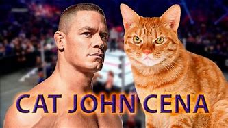 Image result for John Cena Holding Cat