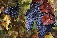 Image result for Cabernet Sauvignon