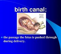 birth canal 的图像结果