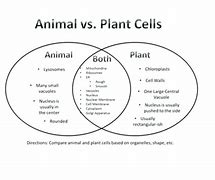 Image result for Difference Between Plant and Animal Cells Venn Diagram