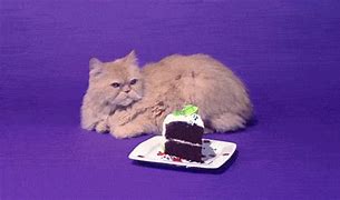 Image result for Happy Belated Birthday Grumpy Cat