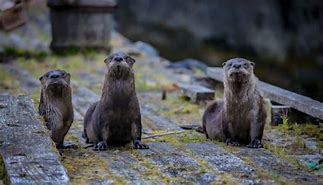 Image result for Evel Otters