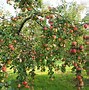Image result for apples farms