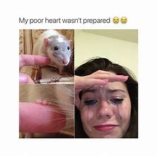 Image result for Relatable Animal Memes