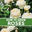 Image result for Rose Bud Growing