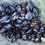 Image result for California Mussel