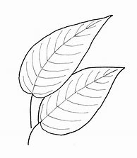 Image result for Leaf Pics to Trace