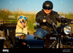 Image result for Motorcycle Sidecar with Dog