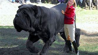 Image result for Largest Dog in World