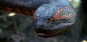 Image result for Giant African Snake