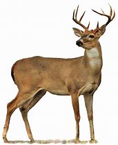 Image result for Whitetail Deer PNG