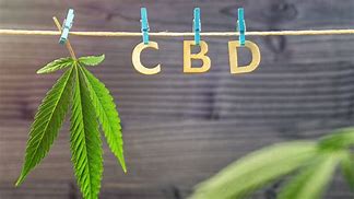 Image result for http the cbd blogs