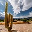 Image result for Desert Cactus Large
