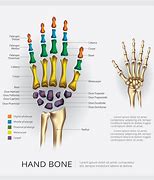 Image result for Hand Anatomie