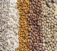 Image result for Different Types of Seeds