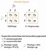 Image result for Genotype vs Phenotype Punnett Square