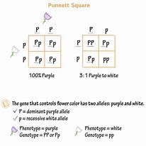 Image result for Punnett Square Male and Female