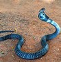 Image result for Largest World Biggest Snake Ever