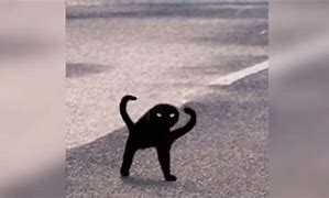 Image result for Strong Cat Meme