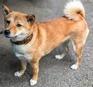 Image result for Sorry It Happened Doge Meme Touch Grass