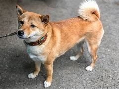 Image result for Shiba Dog Meme