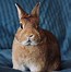 Image result for Flop Eared Bunny