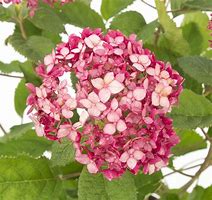 Image result for Hydrangea arborescens Ruby Annabelle