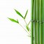 Image result for Panda Bamboo PNG