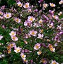 Billedresultat for Anemone hybrida (x) Rosenschale