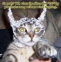 Image result for Cat Foil Meme