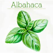 Image result for albahacq