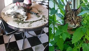 Image result for Sporty Cat On Catnip