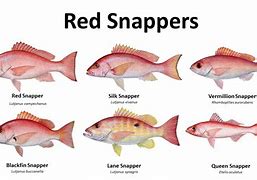 Image result for Types of Snapper Fish
