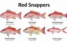 Image result for Snapper Fish Species