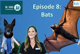 Image result for Bats Sleep Upside Down